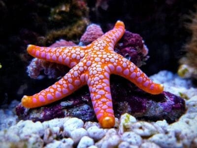 A 10 Incredible Starfish Facts