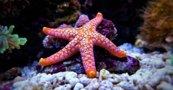 Starfish Teeth: Do Starfish Have Teeth? - A-Z Animals