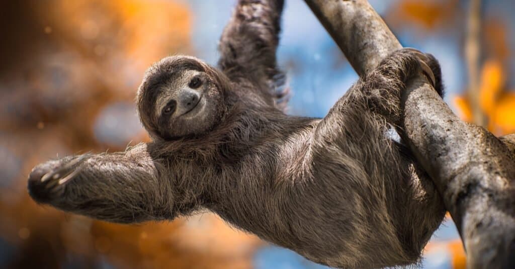 Slowest Animals: Three-Toed Sloth
