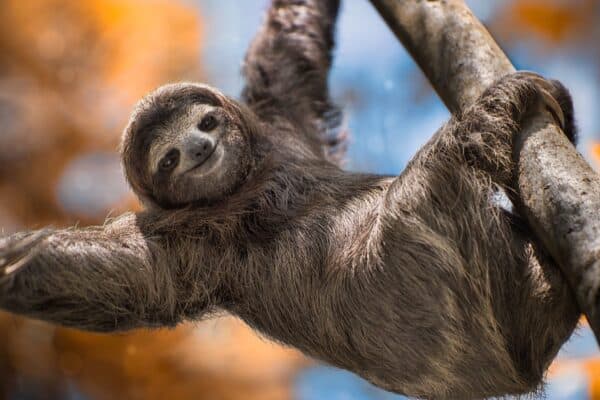 A happy sloth hanging from a tree in Costa Rica. Sloths sleep in trees – some 15 to 20 hours every day