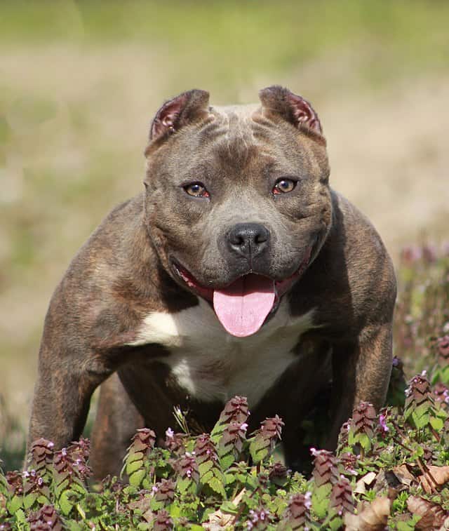 A brown, female American bully pocket