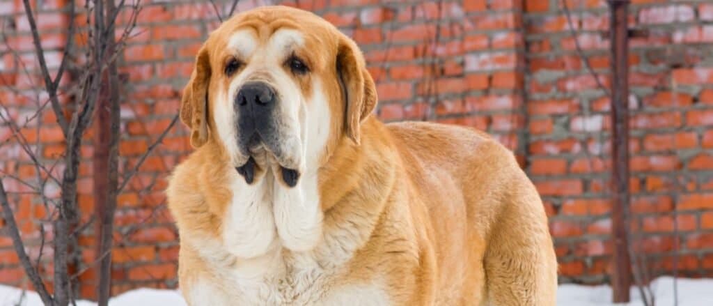 Spanish Mastiff stands in snow against brick wall