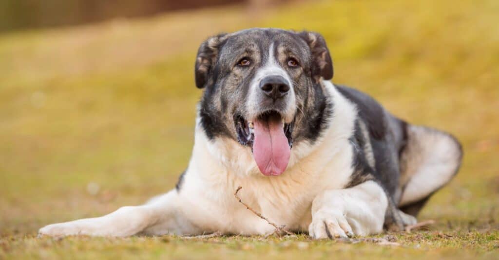 Spanish Mastiff lying down in the park.