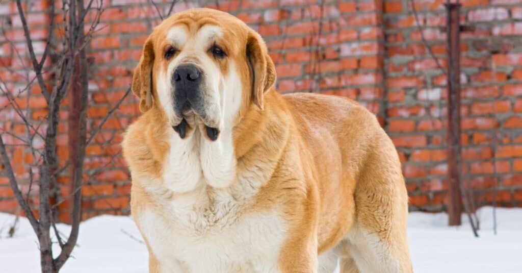 Spanish Mastiff stands in the snow against a brick wall.