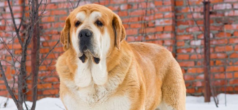 Spanish Mastiff