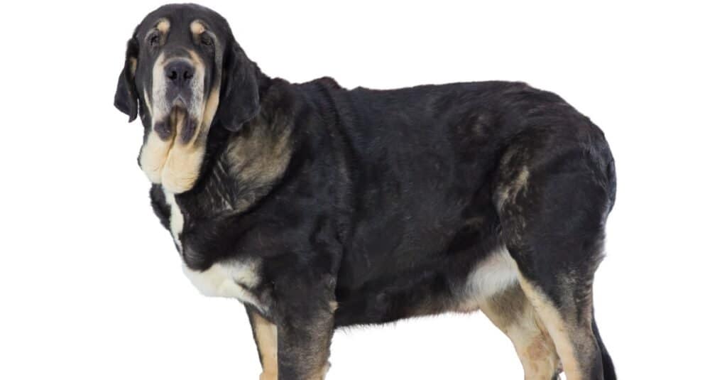 Spanish Mastiff isolated on a white background