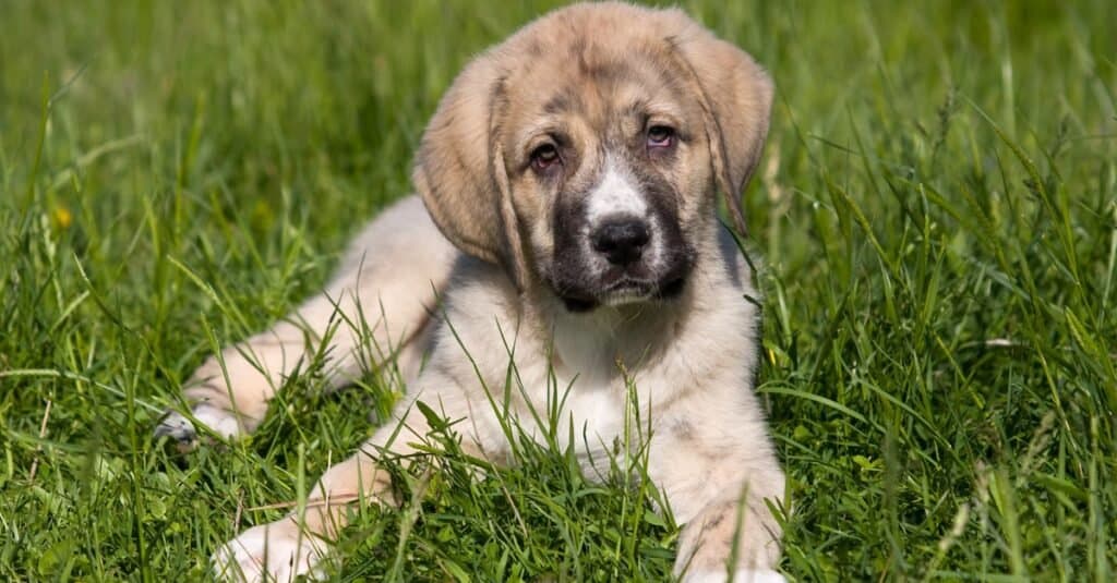 Spanish Mastiff puppy lying in the grass