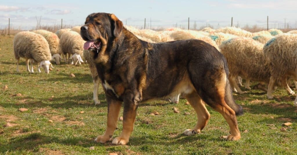 Spanish Mastiff with a herd of sheep.