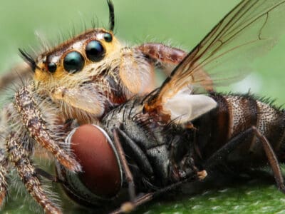 A Discover 15 Amazing Animals That Eat Insects