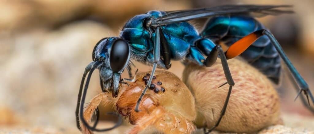 A blue spider wasp kills a hunter spider.