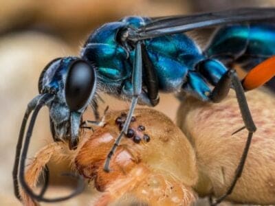 A Spider Wasp