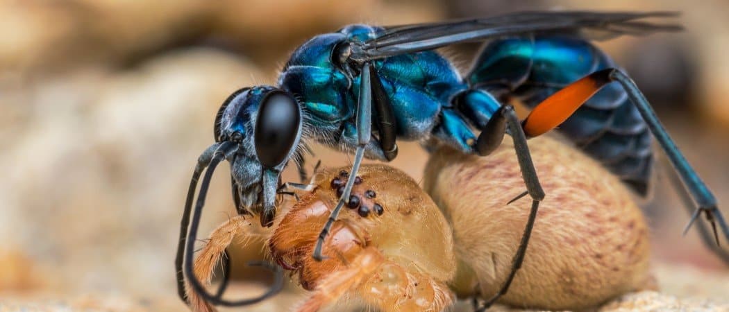 are spider wasps dangerous to dogs