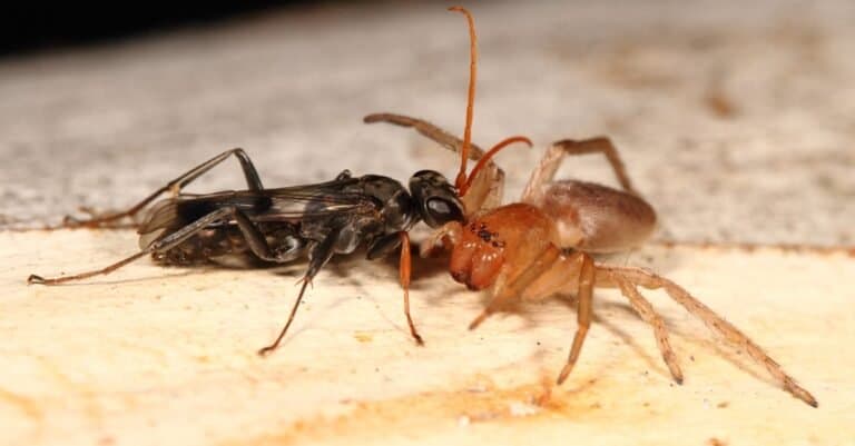 Struggle between Spider wasp and spider - the wasp was the winner.