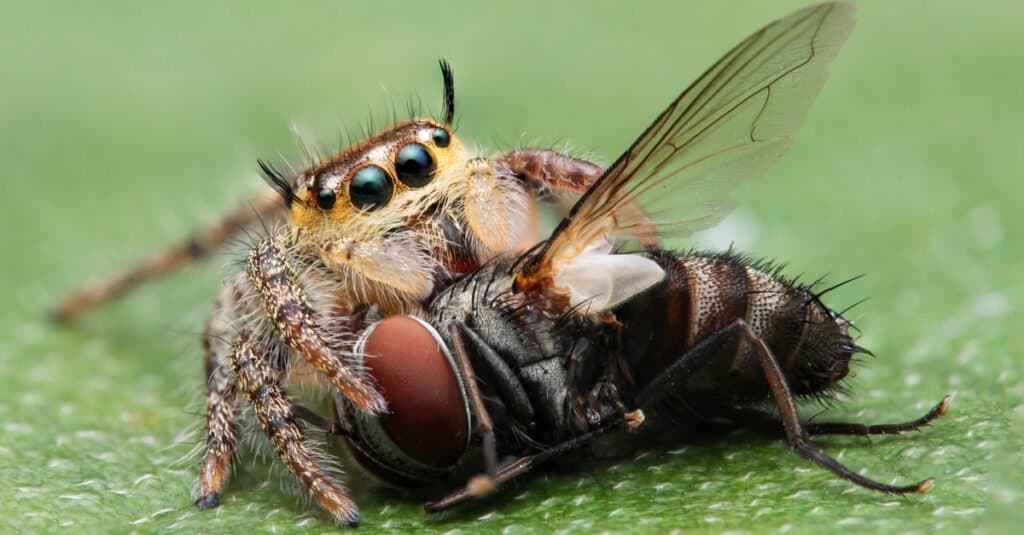 Động vật ăn côn trùng - nhện