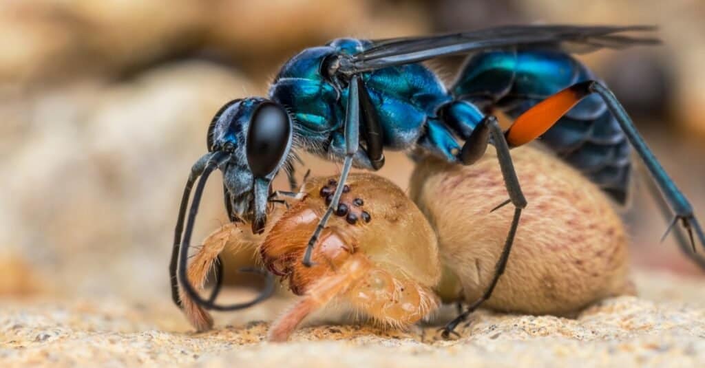 Blue Spider Wasp killing a Huntsman Spider.