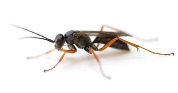 Wasps Predators: What Eats Wasps? - A-Z Animals