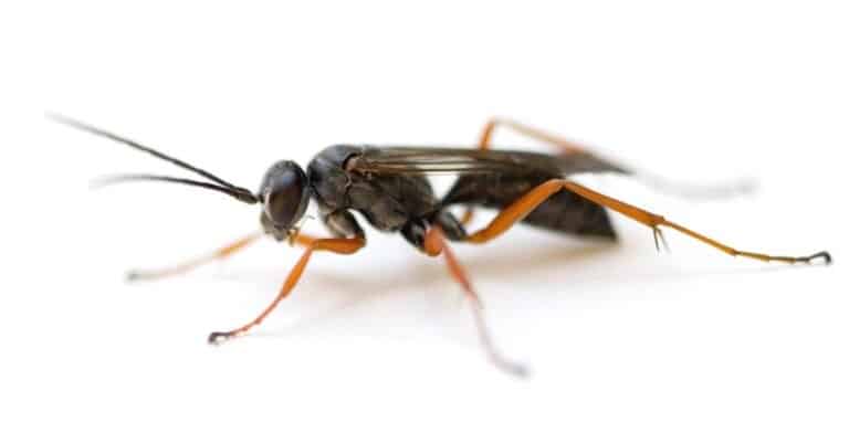 Spider Wasp (Auplopus mellipes) isolated on white background