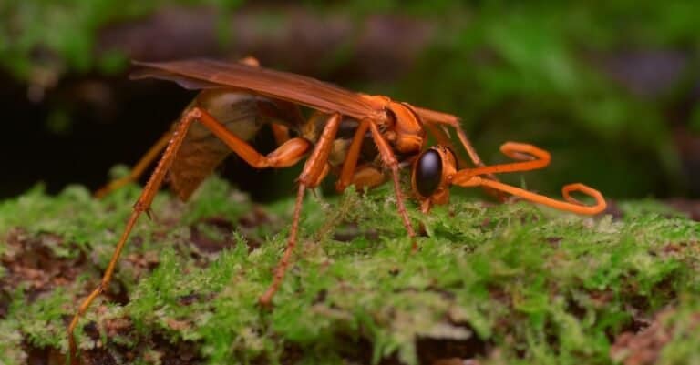 A Spider wasp collecting moss for nest material.
