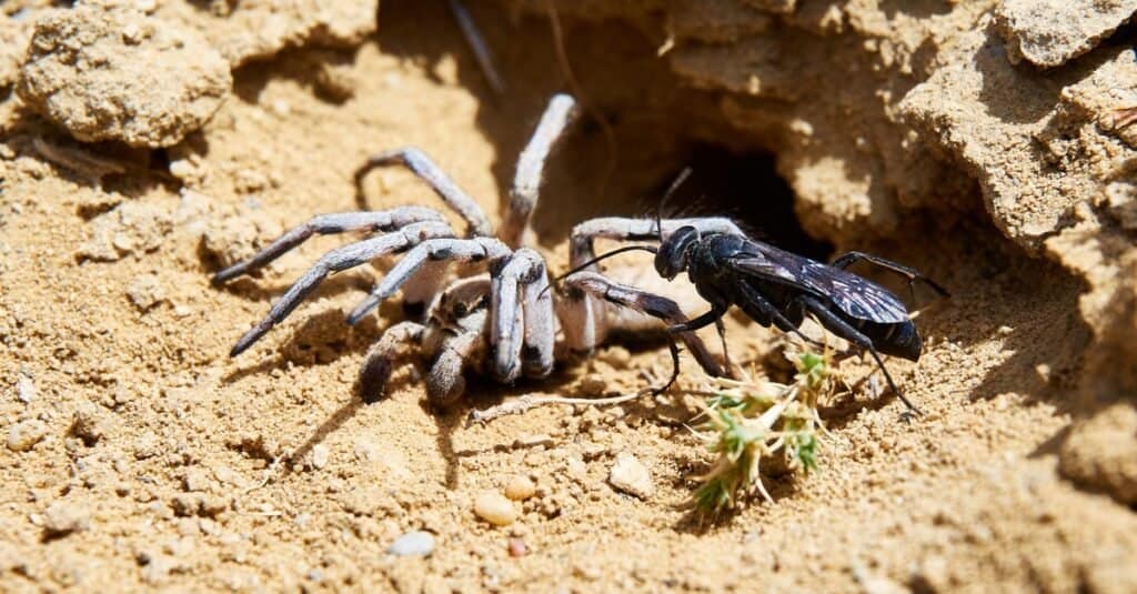 Spider wasp and paralyzed spider. Spider wasps are solitary wasps that use a single spider as a host for feeding their larvae.