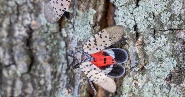 Spotted Lanternfly Animal Pictures | A-Z Animals