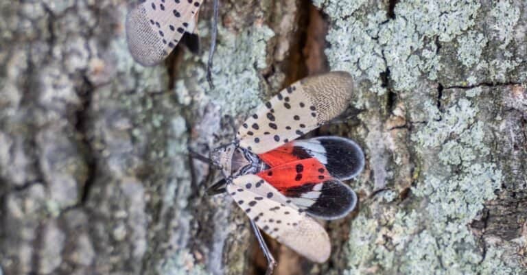 Spotted Lanternflies on Tree Bark