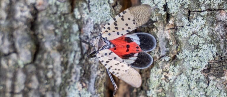 Spotted Lanternfly on Tree Bark