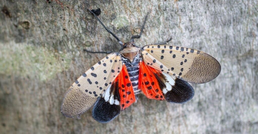 Spotted lanternfly adult close-up