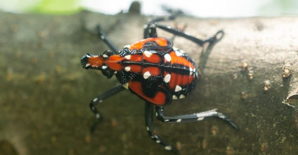 Spotted lanternfly nymph