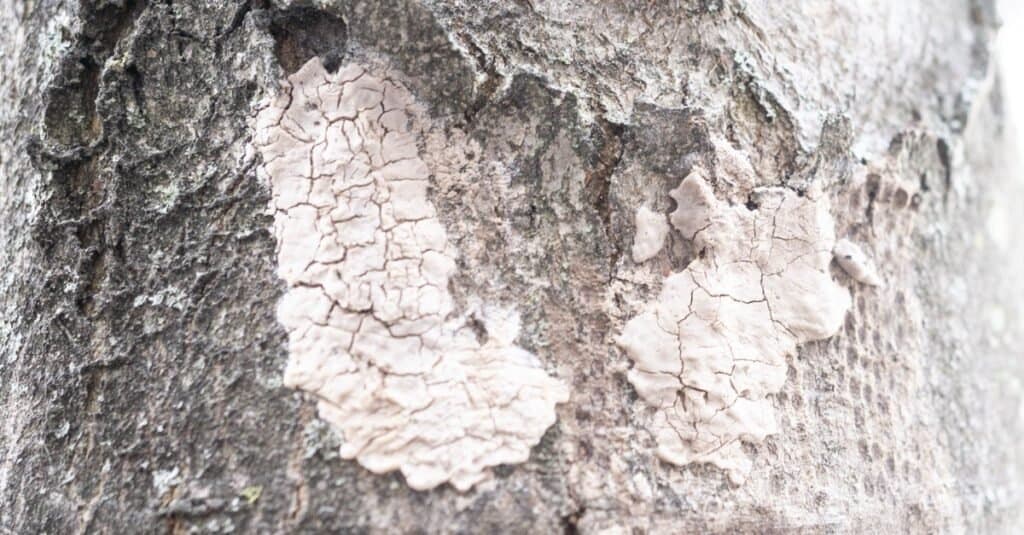 Spotted lanternfly eggs