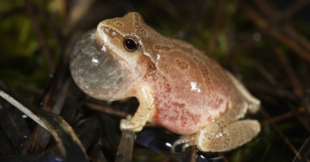 Insect Eating Animals – Spring Peepers
