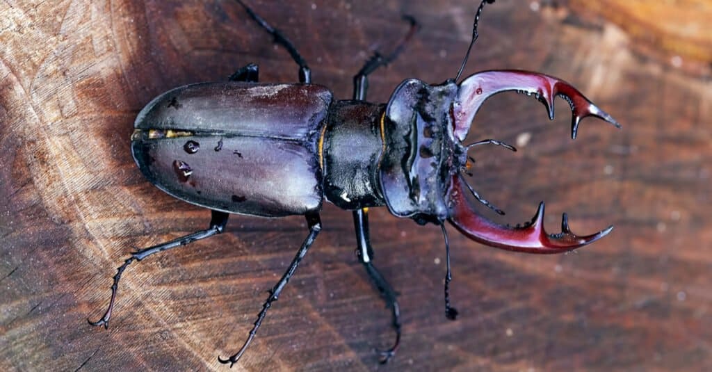 how big are stag beetles