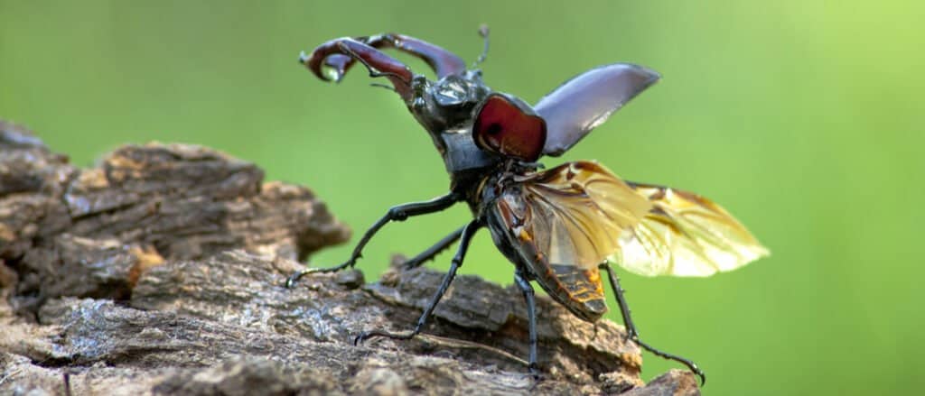 Stag Beetle