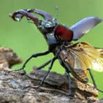 Stag beetle