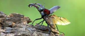 Stag Beetle