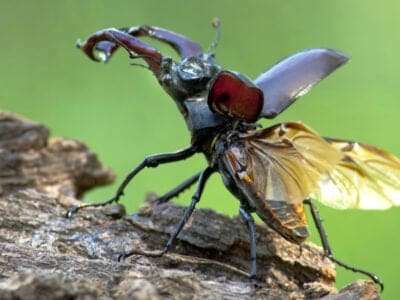 A Stag Beetle