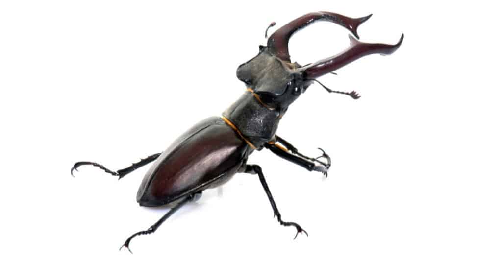 What Beetles Have Pincers Can Beetles Pinch You A Z Animals   Stag Beetle Isolated 1024x535 