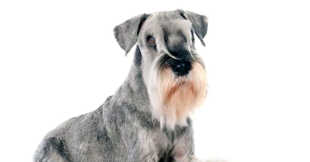 standard schnauzer in front of white background