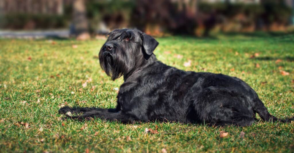 Close-up portrait of the dog. Giant Schnauzer. Service dog.