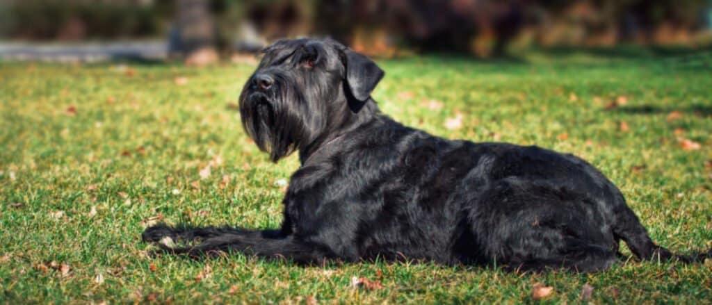 standard schnauzer mix