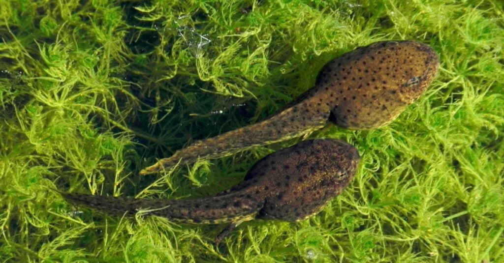 tadpoles in water