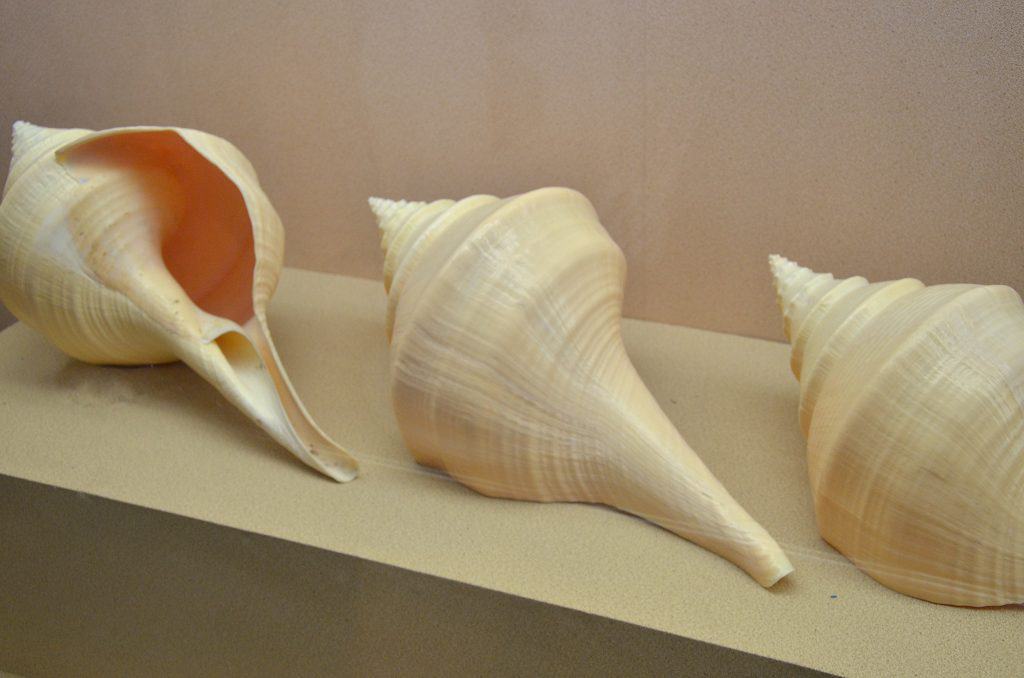 largest snails