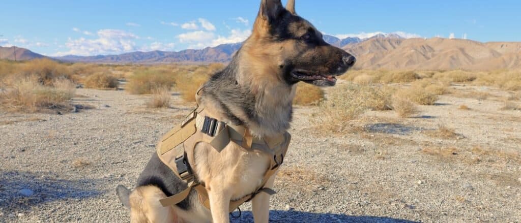 Tactical Dog Harness