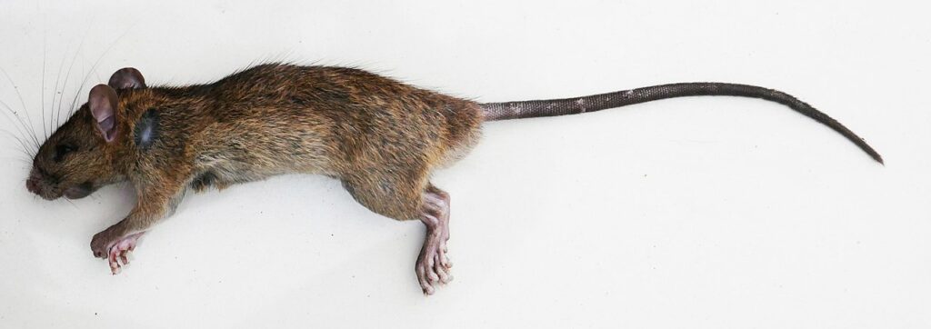 The 10 Largest Rats In The World - A-Z Animals