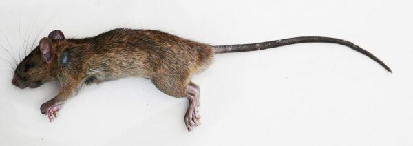 The 10 Largest Rats In The World - A-Z Animals