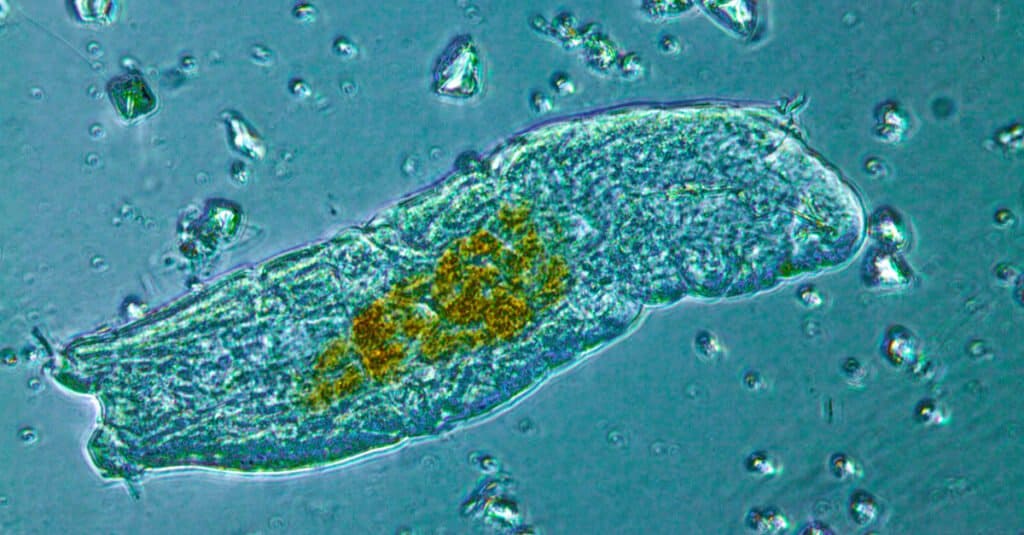 What Do Tardigrades Eat?