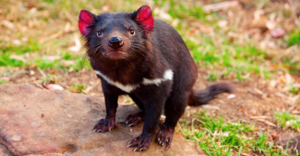 Animals that glow – Tasmanian Devil