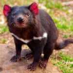 Until recently, no one knew that Tasmanian Devils glow under ultraviolet light.