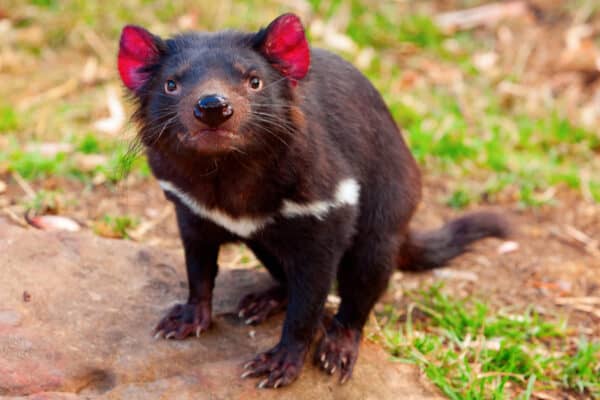 Until recently, no one knew that Tasmanian Devils glow under ultraviolet light.