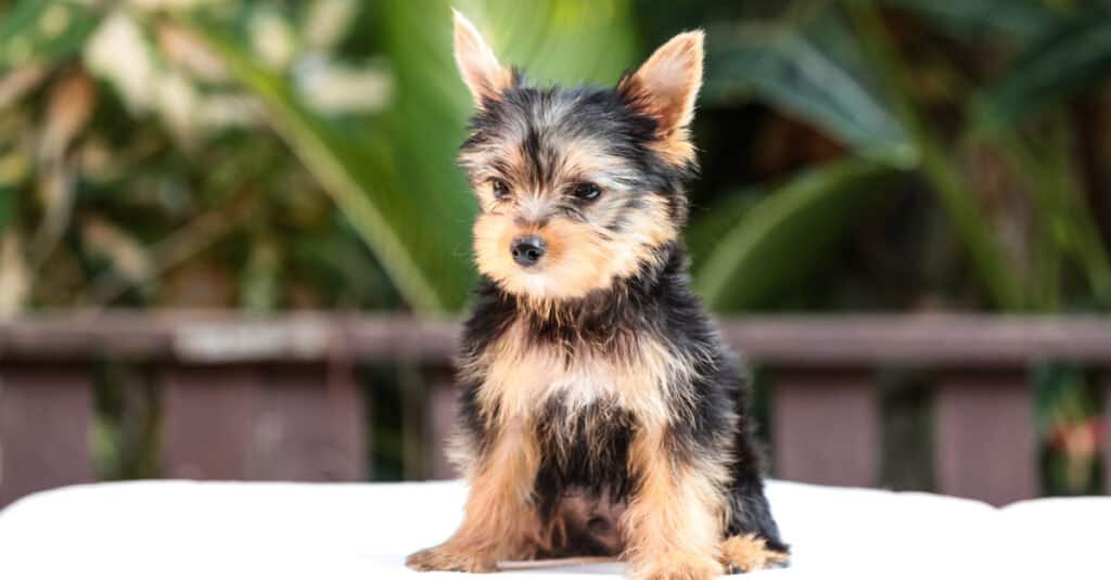 Teacup Yorkie