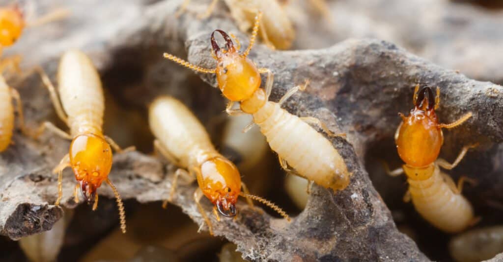 Termites lay eggs  that become nymphs and then either workers, soldiers, or reproductives.